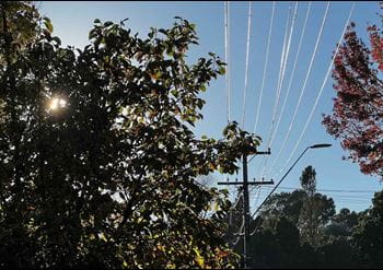 trees close to power lines